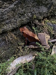 Clinotarsus curtipes