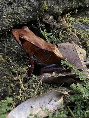 Clinotarsus curtipes