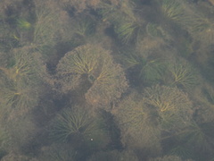 Ranunculus circinatus