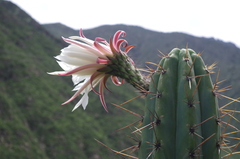 Trichocereus