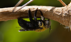 Xylocopa ocularis
