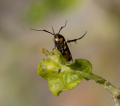 Eretmocera