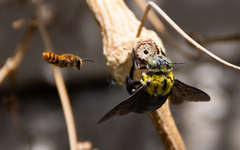 Xylocopa ocularis