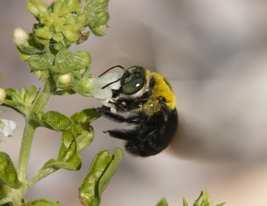 Timor Carpenter Bee