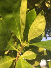 Gardenia jasminoides