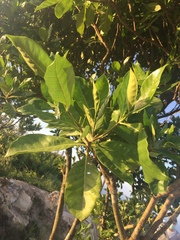 Gardenia jasminoides