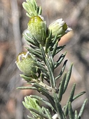 Phylica purpurea pearsonii