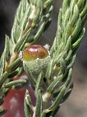 Phylica purpurea pearsonii