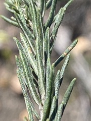 Phylica purpurea pearsonii