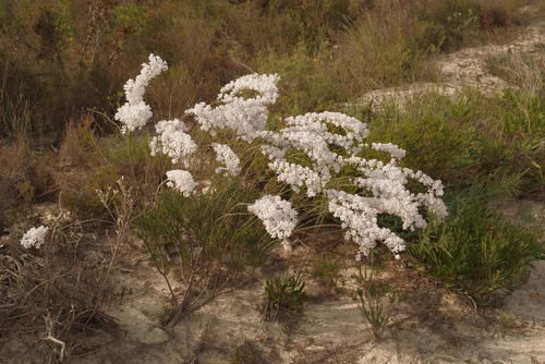 Conospermum longifolium - Wikipedia