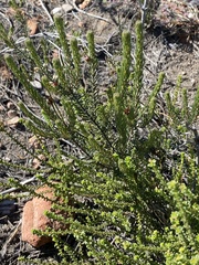 Phylica purpurea pearsonii