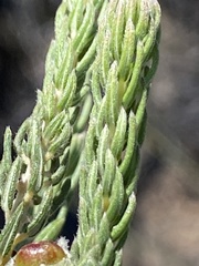 Phylica purpurea pearsonii