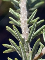 Phylica purpurea pearsonii