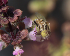 Eristalinus