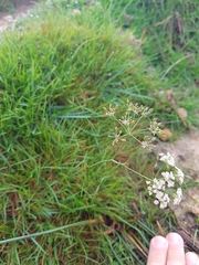 Conopodium