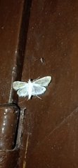 Agrotera barcealis