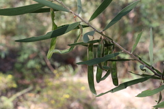 Acacia baeuerlenii