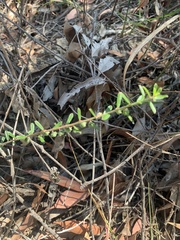 Phyllanthus hirtellus