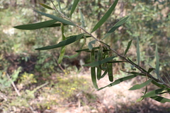 Acacia baeuerlenii
