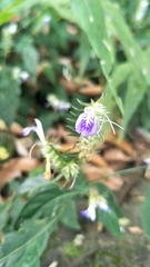 Rungia taiwanensis