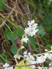 Coreus marginatus