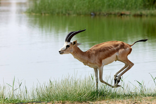 Sand Gazelle