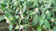 Rungia taiwanensis