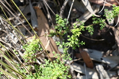 Xanthosia stellata