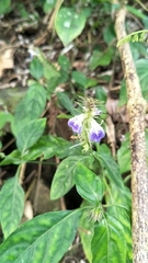 Rungia taiwanensis