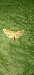 Polythlipta divaricata