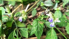 Rungia taiwanensis