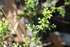 Xanthosia stellata