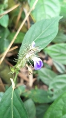Rungia taiwanensis