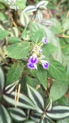 Rungia taiwanensis