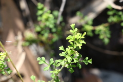 Xanthosia stellata