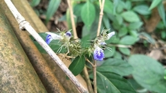 Rungia taiwanensis