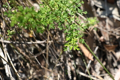 Xanthosia stellata