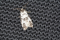 Thallarcha eremicola