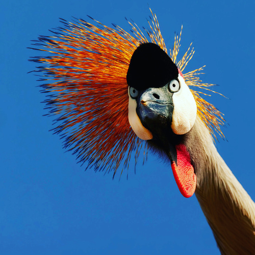 Gray Crowned-Crane
