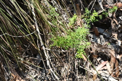 Xanthosia stellata