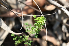 Xanthosia stellata