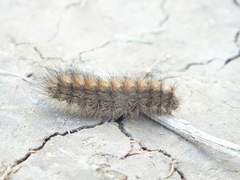 Spilosoma urticae