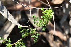 Xanthosia stellata