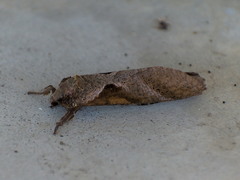 Lepidoptera