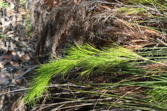 Caustis blakei macrantha