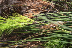 Caustis blakei macrantha
