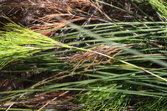 Caustis blakei macrantha
