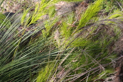 Caustis blakei macrantha