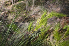 Caustis blakei macrantha