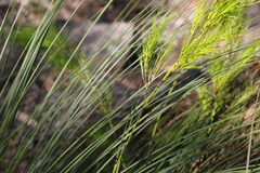Caustis blakei macrantha